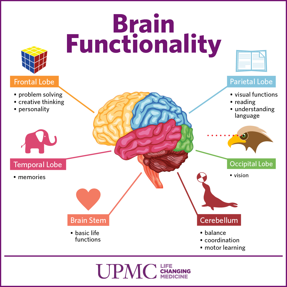 Get To Know The Parts Of Your Brain Upmc Healthbeat