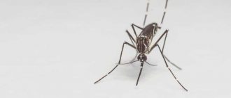 Learn more about a potential Zika virus vaccine
