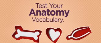 Test your vocabulary with this anatomy quiz